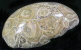 Polished Fossil Coral Head - Morocco #22311-1